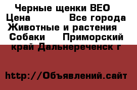 Черные щенки ВЕО › Цена ­ 5 000 - Все города Животные и растения » Собаки   . Приморский край,Дальнереченск г.